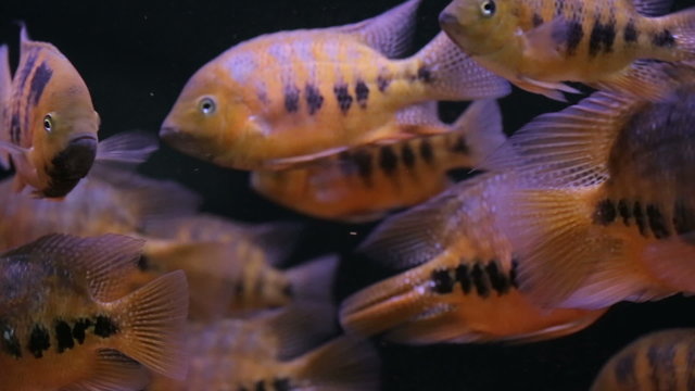 African Cichlid fishes searching for food between snags and green plants
