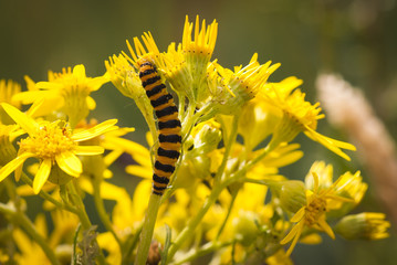 England. July 2009. The caterpillar of the Cinnabar moth, Tyria jacobaeae, feeding on Ragwort, Jacobaea vulgaris