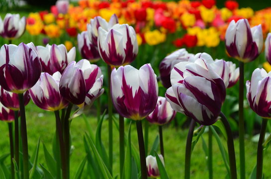White-violet tulips in Keukenhof garden from Netherlands