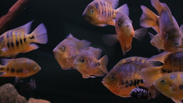 African Cichlid fishes searching for food between snags and green plants