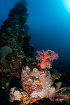 Beautiful soft coral in the deep reef