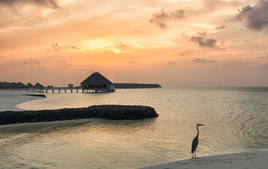Sonnenuntergang mit Reiher auf den Malediven