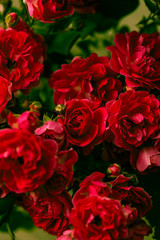 red roses