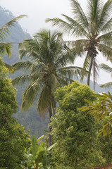 Fototapeta na wymiar Indonesien; Bali, Kokospalmen in den Bergen.