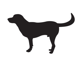 Vector image of an dog labrador on white background