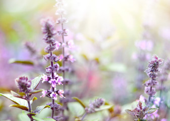 Obraz premium Purple dead nettles in the sun. Wildflowers with copy space and smooth light. Selective focus on the foreground. 