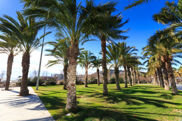 Fototapeta premium Palm Trees with blue sky background, Barcelona, Spain