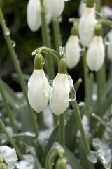 Schneegloeckchen; Galanthus nivalis