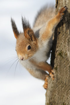curious fluffy red squirrel sitting on a tree in the Park © nataba