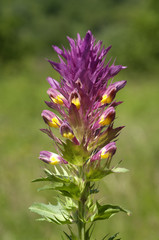Wachtelweizen, Melampyrum cristatum