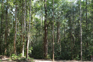 Fototapeta premium Tropical forest
