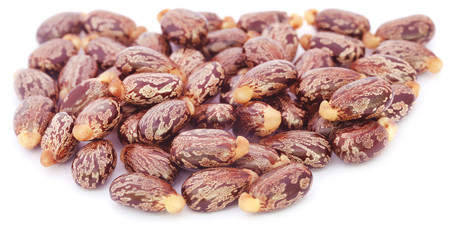 Castor beans