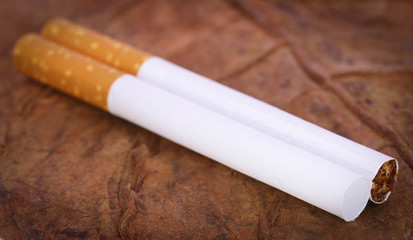 Filter cigarette on dry tobacco