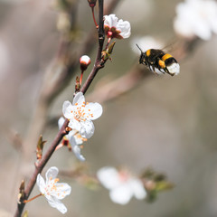 Bourdon allant butiner une fleur à l'arrivée du printemps