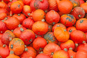 Colorful pumpkins