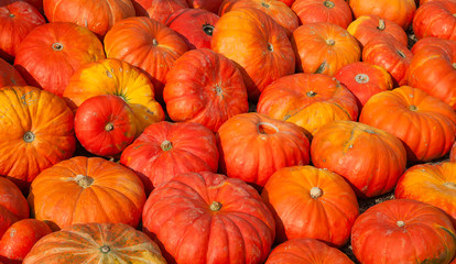 Colorful pumpkins