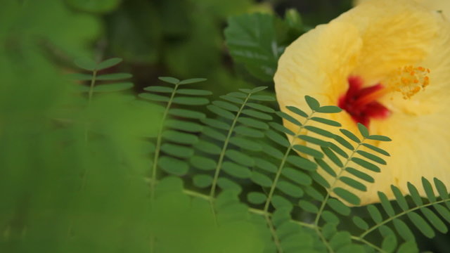 Tropical yellow hibiscus flowers in Hawaii