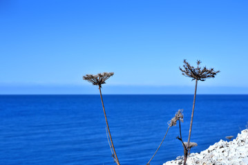 Dry flowers and blue sea.