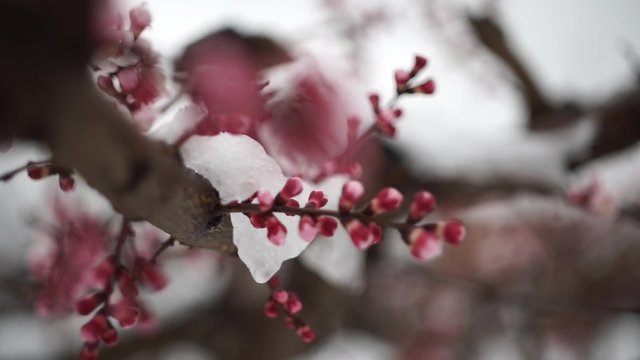 Winter landscape with the snow melts on the flowers