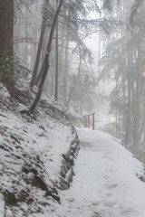 sentiero nel bosco sotto la neve