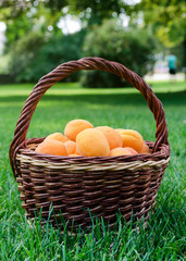 Apricots in basket