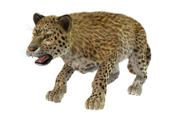 Naklejka premium Big Cat Leopard on White