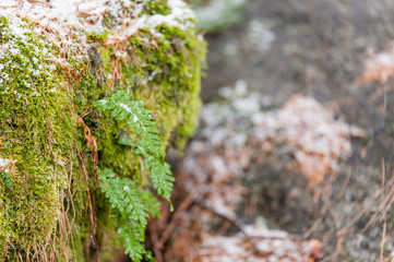 felce innevata