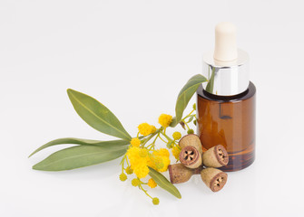 Eucalyptus leaves, flowers and fruit, Eucalypt oil