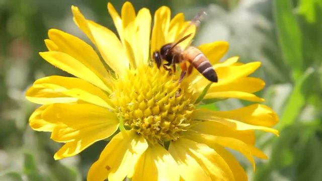 Bees collect nectar from the flowers