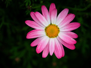 Obraz premium マーガレット