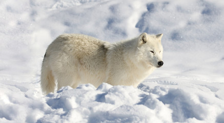 Obraz premium loup blanc dans la neige