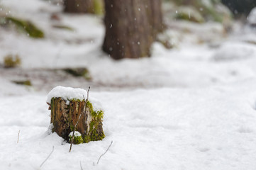 Troco innevato nel bosco