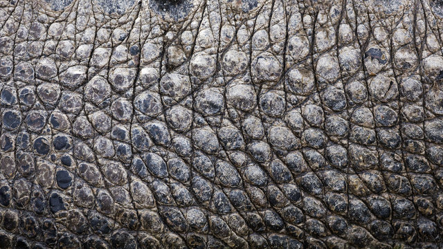 close up texture of alligator skin