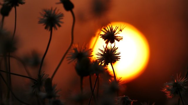 View of wild flower under background of sunset. concept silhouette.