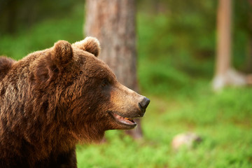 Fototapeta na wymiar Brown bear portrait