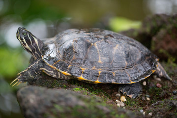 Wasserschildkröte mit grünem Hintergrund