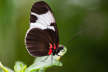 Fototapeta premium tropischer Schmetterling, Sapho Passionsfalter