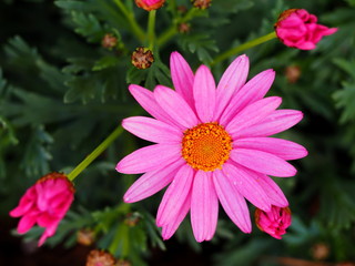 Obraz premium マーガレット