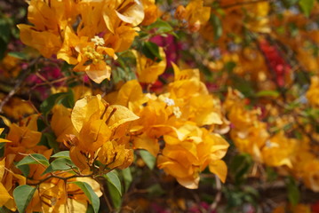 Yellow Bougainvillea Flower in nature bright evening sun light make photo with warm yellow tone