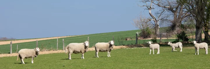 Crédence en verre imprimé Moutons Trois brebis et trois agneaux