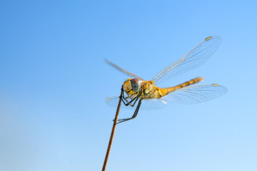 Summer dragonfly on stick and blue sky background macro close-up