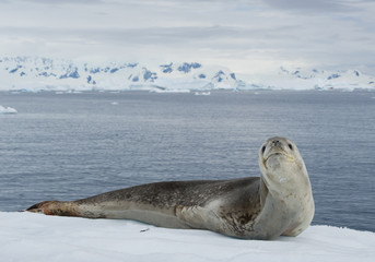 Leopard seal resting on ice floe, looking at the photographer, with snowy mountain range in the background, cloudy day, Antarctic peninsula