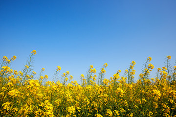 Beautiful canola field
