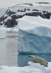 Fototapeta premium Crab eater seal resting on ice floe,cloudy day, icebergs in background, Antarctic Peninsula