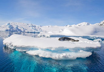 Fototapeta na wymiar Leopard seal resting on ice floe, looking at the photographer, blue sky, with icebergs in background, cloudy day, Antarctic peninsula