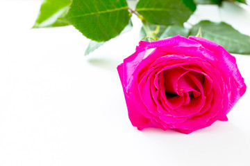 Flower of pink rose isolated on white