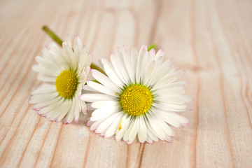 Fototapeta premium Gänseblümchen