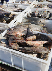 Fresh frozen fish in plastic boxes on the outdoor market