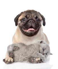 playful kitten lying with pug puppy. isolated on white backgroun