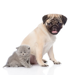 Pug puppy sitting with newborn kitten. isolated on white backgro